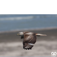 گونه سارگپه پا بلند Long-legged Buzzard